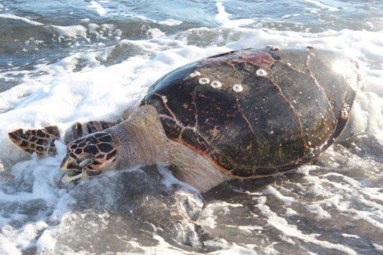 After yoles : Une tortue imbriquée et une jeune tortue verte percutées par des embarcations
