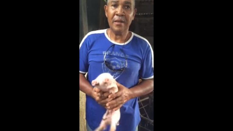 Naissance d&rsquo;un porcelet à deux têtes au Vauclin