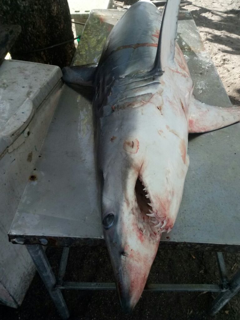 Un requin pêché au large de Schœlcher