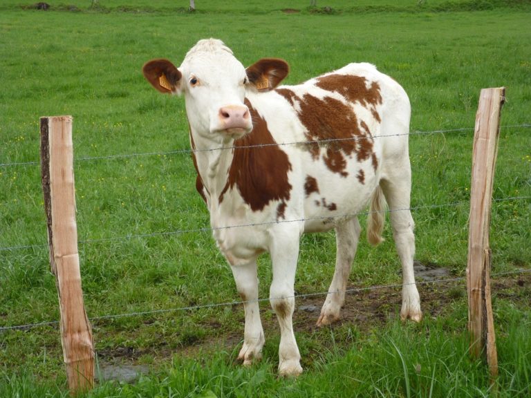 Nantes : un homme de 42 ans surpris en pleine relation sexuelle avec une jeune vache dans une ferme