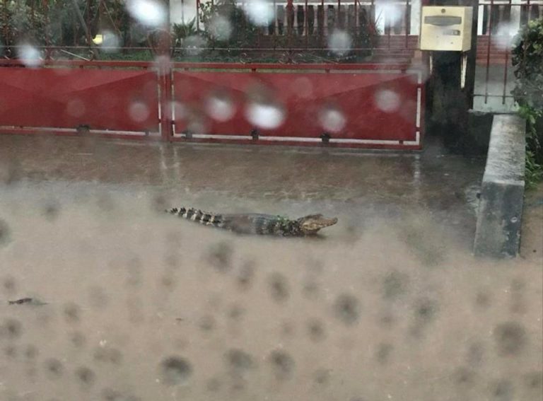 Guyane : un caïman apparaît devant des habitations suites aux fortes pluies