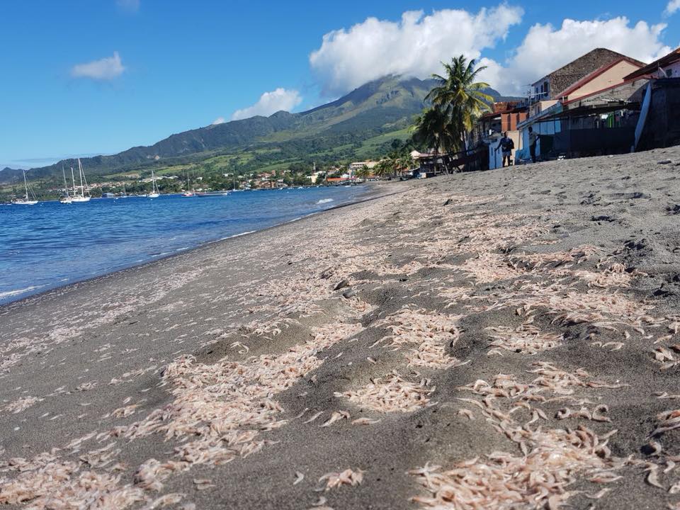 Crustacés échoués sur une plage à Saint-Pierre. Photo : réseaux sociaux.