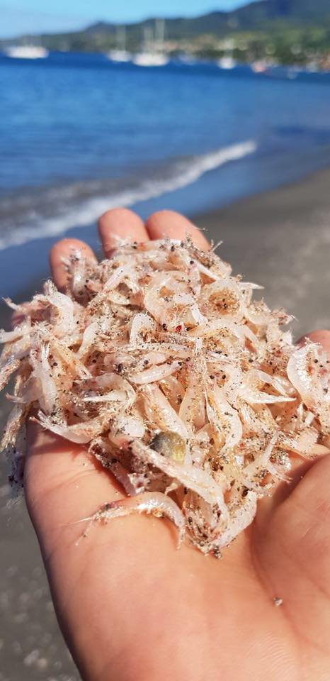 Crustacés échoués sur une plage à Saint-Pierre. Photo : réseaux sociaux.