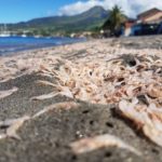 Crustacés échoués sur une plage à Saint-Pierre. Photo : réseaux sociaux.