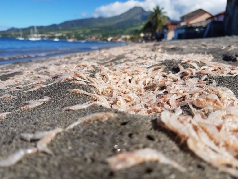 Des milliers de petites crevettes échouées sur une plage à Saint-Pierre