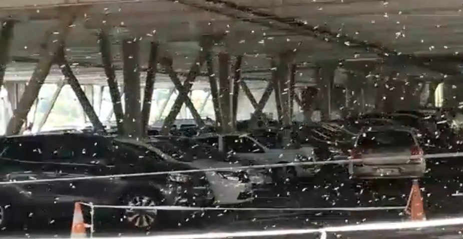 Invasion d'abeilles dans un parking du centre commercial La Galleria