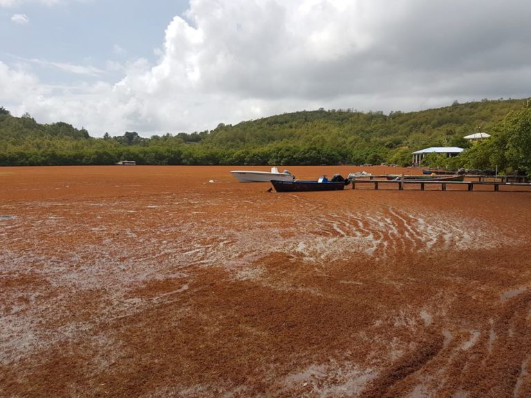 Ramassage des algues sargasses à Presqu&rsquo;île au François