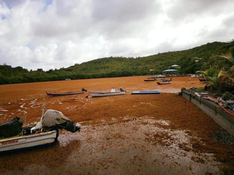 Importante invasion d&rsquo;algues sargasses au quartier Presqu&rsquo;île au François
