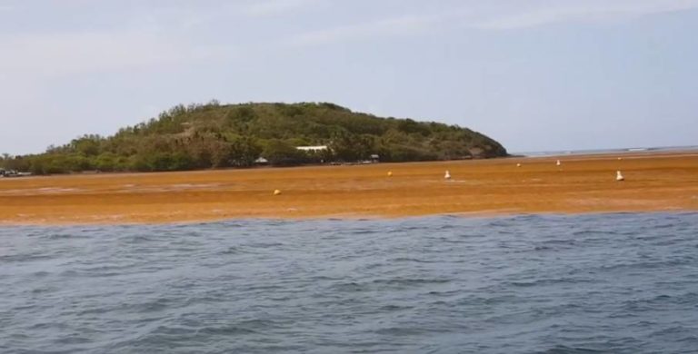 Après les inondations arrivent les algues sargasses au François