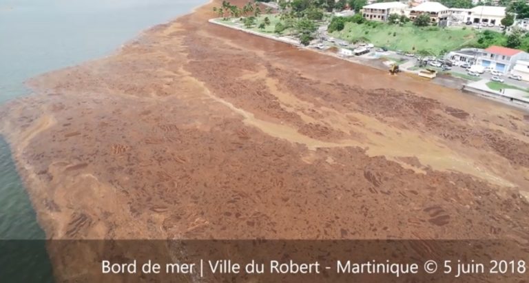 Algues Sargasses : vue aérienne impressionnante des quartiers du Robert