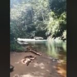 En rivière aux Antilles : restez toujours sur vos gardes, la preuve en vidéo