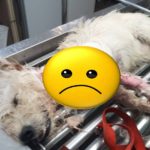 Cruauté envers des animaux en Martinique. Une plainte déposée par une association