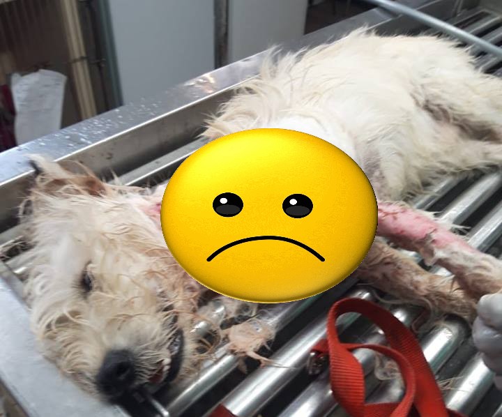 Cruauté envers des animaux en Martinique. Une plainte déposée par une association