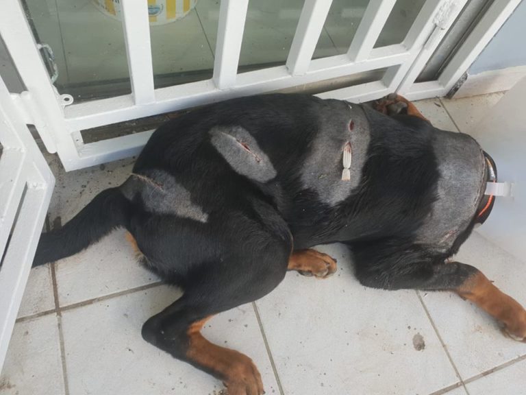 Nouveau cas de maltraitance sur des animaux. Une nouvelle plainte déposée