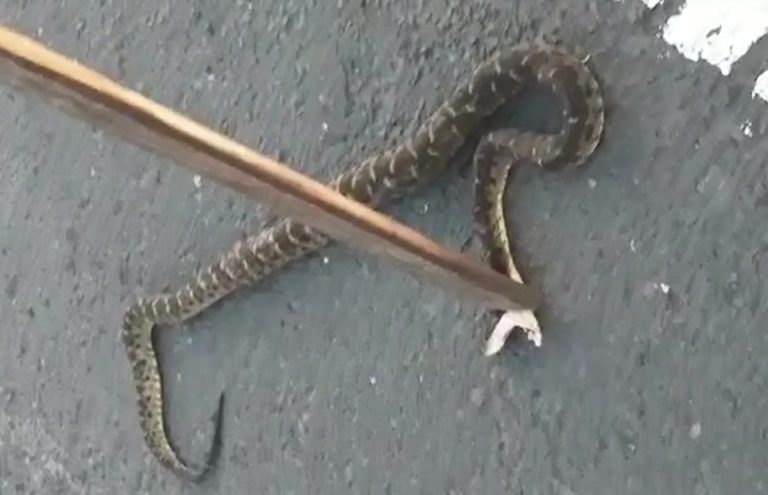 (VIDÉO) Un serpent découvert en pleine rue le week-end dernier à Pont de Chaîne à Fort-de-France