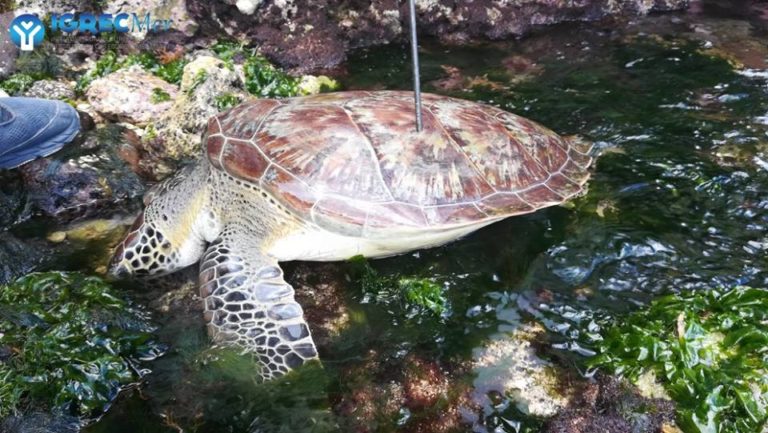 Une tortue tuée par un chasseur sous-marin en Guadeloupe