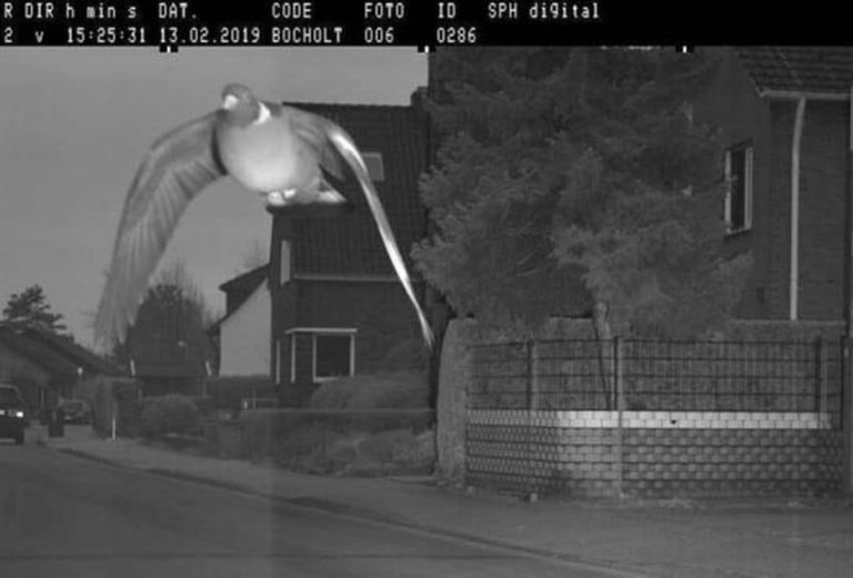 Insolite : un pigeon flashé à 45 km/h par un radar dans une zone limitée à 30km/h