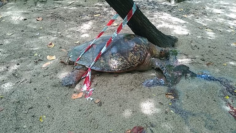 Martinique : plusieurs tortues tuées ces derniers jours sur la commune de Sainte-Anne