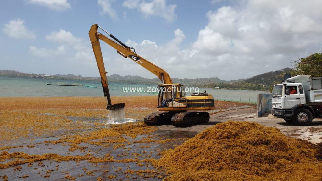 Nettoyage du bord de mer au Robert