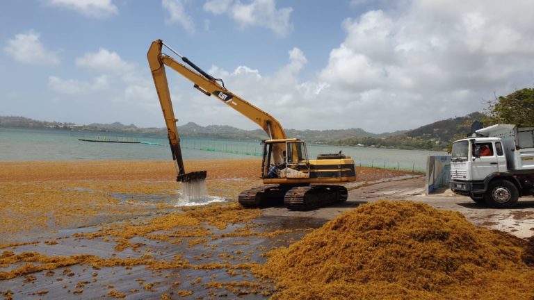 La Martinique en alerte en raison d&rsquo;une arrivée massive d&rsquo;algues sargasses