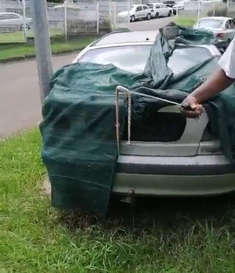 Un petit serpent retrouvé dans le jardin d&rsquo;une maison à la ZAC de Chateauboeuf à Fort-de-France (VIDÉO)