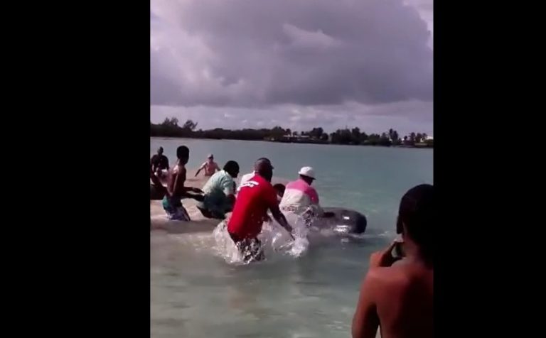 Plusieurs marsouins s&rsquo;échouent sur une plage à Tartane à Trinité, ce mardi (VIDÉOS)