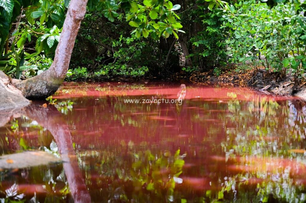 Anse Figuier mangrove rose