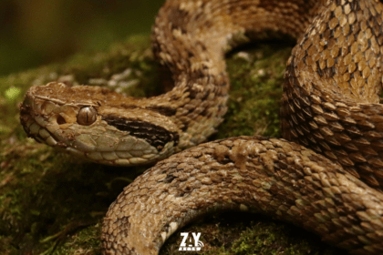 Serpent trigonocéphale