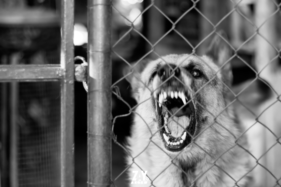 Chien méchant