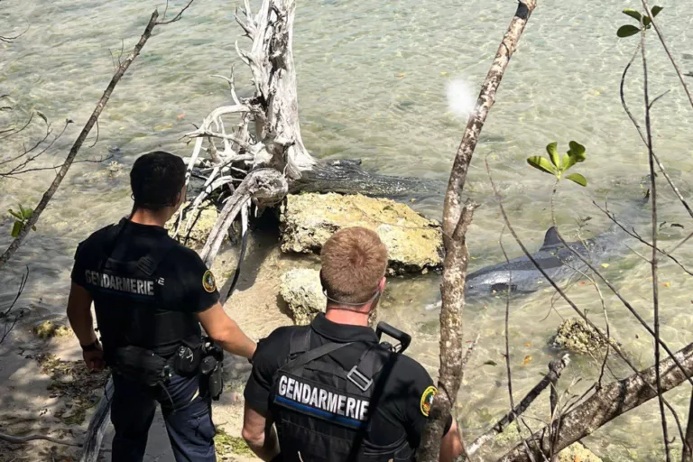 Sainte-Anne : deux dauphins sauvés à Anse Caritan grâce à une opération coordonnée