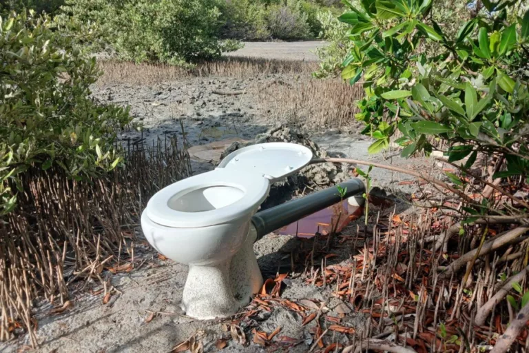 Sainte-Anne : l’Assaupamar dénonce l’installation d’un WC en pleine mangrove sur un site protégé aux Salines
