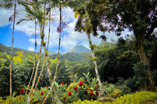 Le Jardin de Balata a célébré ses 40 ans, quatre décennies au service du patrimoine naturel martiniquais