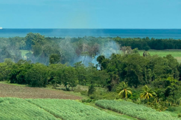 Incendie à Ducos : jusqu’à 7 hectares de la mangrove de Génipa détruits, le feu désormais maîtrisé